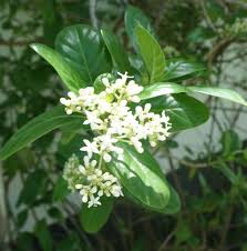 Image result for Rhodopentas bussei