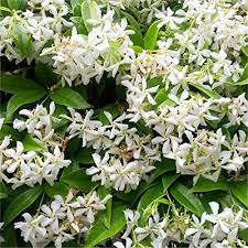 Trova tantissime idee per bianchi fiori profumatissimi. Fiori Bianchi Profumati Varieta Primaverili Ed Estive Super Verde