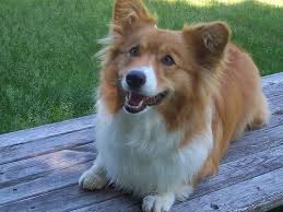 Long Haired Corgi Corgi Welsh Sheepdog Long Haired Corgi