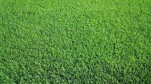 Rumput grinting merupakan salah satu serealia yang strategis dan bernilai ekonomi serta mempunyai peluang untuk dikembangkan. 10 Jenis Rumput Hias Yang Bagus Untuk Tanan Rumah Anda