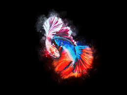 Download Fighting Betta Fish Buy T Shirt Designs