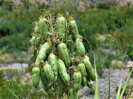 Remove the pods or fruits from the cactus before they dry out. Cactus Seed Pods Hiking Free Photo On Pixabay