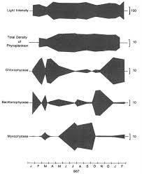 Image result for Sphaeranthus chandleri