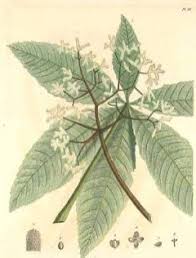 Image result for Myrianthus arboreus