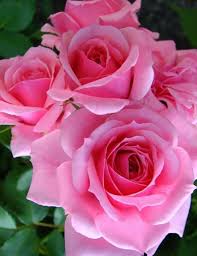 Rosas, cauca, a town and municipality in colombia. Rosas Rosadas Pink Roses Flores Flowers Beautiful Rose Flowers Beautiful Roses Beautiful Pink Flowers