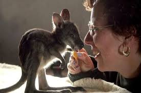 Resultado de imagen de kangaroo puppy