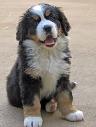Bernese mountain dog puppies southern california. Cali The Bernese Mountain Dog Puppies Daily Puppy Bermese Mountain Dog Bernese Mountain Dog Puppy Mountain Dogs