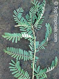 Image result for Sesbania pachycarpa