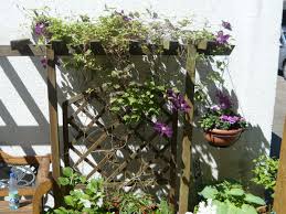It can clamber over natural supports e.g. Clematis Warszawska Nike Clematis Warszawska Nike Online Kaufen