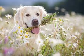 white golden retriever puppies facts lifespan intelligence golden retriever white golden retriever white golden retriever puppy