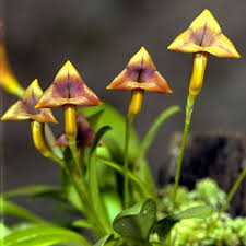 We Love Jewelry Unusual Plants Unusual Flowers Amazing Flowers