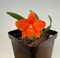 Image result for Ottelia kunenensis