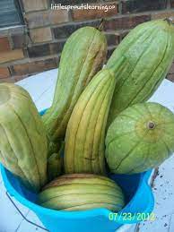 How To Grow Luffas Bucket Full Of Harvested Loofahs Ready To Peel Luffa Growing Food Planting Vegetables