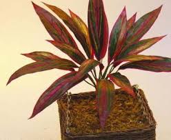 Drachenbaum 'marginata' rot/grün 17 cm topf. Dracena Steckgewachs Mit 27cm Kunstlich Gunstig Bestellen