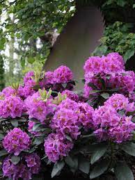 Pink flowering bushes in virginia. Flowering Shrubs And Bushes For Year Round Color Hgtv