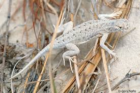 Image result for Leucas calamostachys