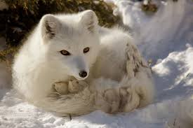 White Fox Animals Friends Cute Animals Lovely Creatures