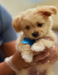 They are attentive, caring and recommend great advice that gives me peace of mind. Veterinarian In Union City San Jose Vet Near You Uni Pet Clinic