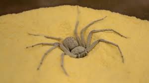 Am făcut genunchi de șarpe! Top 10 Cei Mai Periculosi Paianjeni Din Lume Youtube