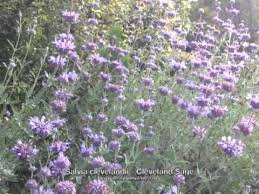 Salvia clevelandii is one of the parents of the hybrid salvia 'celestial blue'. Salvia Clevelandii Alchetron The Free Social Encyclopedia