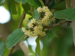 Image result for Manilkara koechlinii