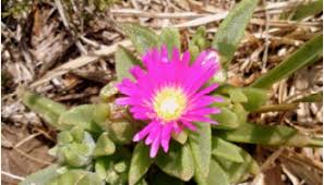 Image result for Vernonia natalensis