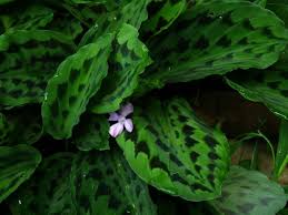 Image result for Kaempferia