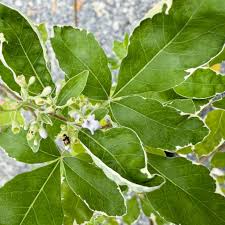 Image result for Vitex trifolia