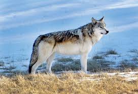 The gray, or timber, wolf (canis lupus) is the better known. Save The Wolves Save The Wild Brave New Wild Wildearth Guardians