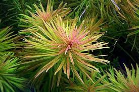 Image result for Rytigynia acuminatissima