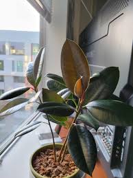 Image result for Ficus elastica
