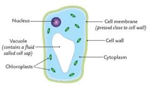 Plant cell parts and their jobs. Simple Plant Cells For Kids