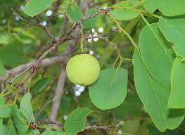Image result for Pseudolachnostylis maprouneifolia
