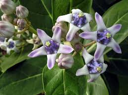 Calotropsis Gigantea Giant Milkweed Flower Seeds Flowering Trees Beautiful Flowers