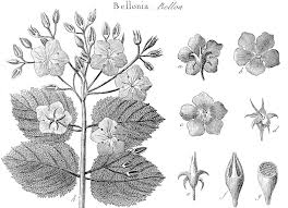 Image result for Behniaceae