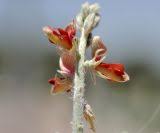 Image result for Indigofera heterotricha