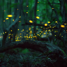 Help Fireflies Before They're Gone in a Flash | Open Space | National  Recreation and Park Association