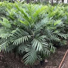 Image result for Filicium decipiens