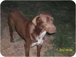 Both labradors and pointers are gun dogs. German Shorthaired Pointer Mix With Pitbull Petfinder