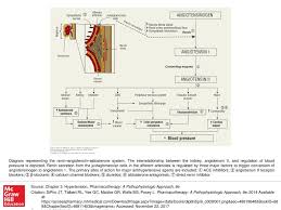 We did not find results for: Diagram Representing The Renin Angiotensin Aldosterone System Ppt Download