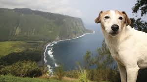 The oahu spca was founded in april of 2009 and launched its mission, every healthy, treatable animal will find a forever home. Yes You Can Bring Your Dog To Hawaii The Bark