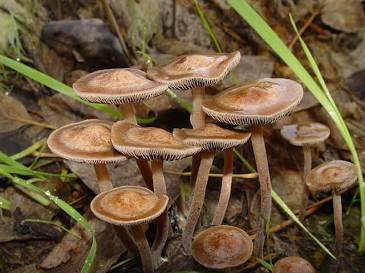 Panaeolus cinctulus, generata con l'AI