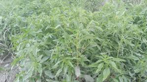 Image result for Rumex sagittatus