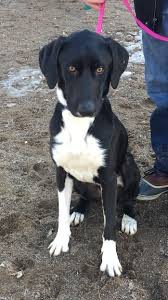 Black lab black lab is an alternative rock band from berkeley, california. Pin On Dogs For Adoption