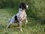 Short Haired Springer Spaniel Puppies