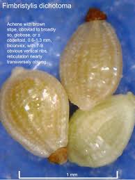 Image result for Vahlia dichotoma