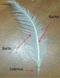 Physical And Morphological Structure Of Chicken Feathers Keratin Biofiber In Natural Chemically And Thermally Modified Forms