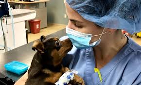 Maybe you would like to learn more about one of these? Veterinary Specialty Hospital In San Diego Ca Ethos