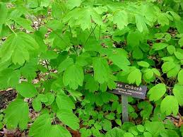 Image result for Blue Cohosh