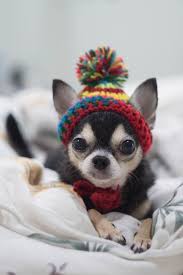 The correct answer is yerevan. Ultimate Dog Trivia Questions And Answers 2021 Quiz